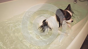 Papillon dog is swimming in bathroom stock footage video