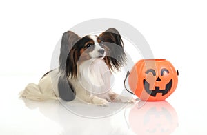 Papillon with halloween pumpkin
