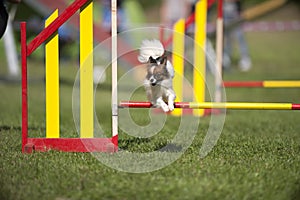 Papillon jumping on agility competition