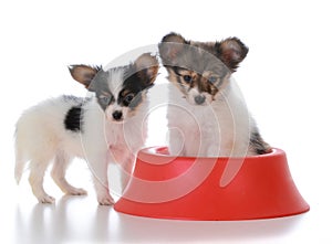 papillon litter mates with a dog dish