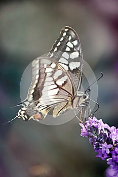 Swallowtail butterfly foraging on lavender photo