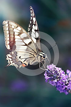 Swallowtail butterfly on lavender photo