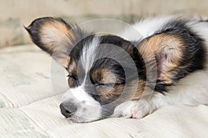 Papillon puppy