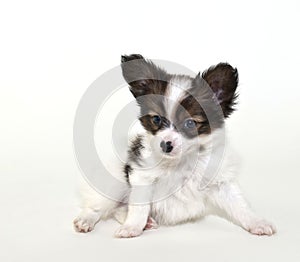 Papillon Puppy