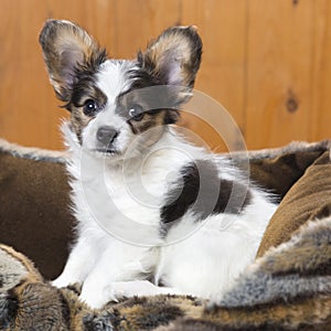 Papillon Puppy in bed