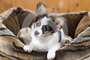 Papillon Puppy in bed