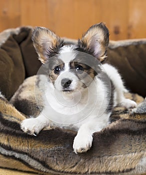 Papillon Puppy in bed