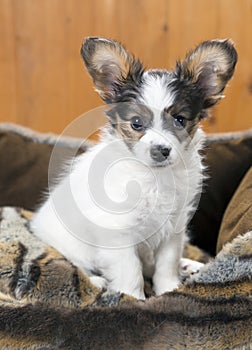 Papillon Puppy