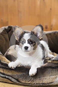 Papillon Puppy in bed