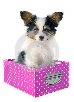 Papillon puppy in a box