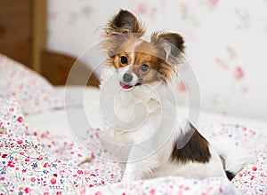 Papillon puppy / Continental Toy Spaniel, Butterfly Dog