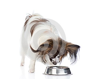 Papillon puppy eating food from dish. isolated on white background