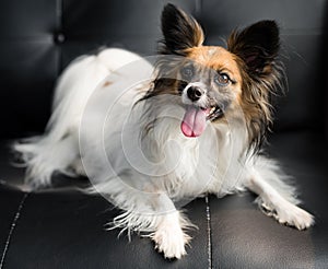 Papillon puppy portrait with flash