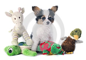 Papillon puppy and toys