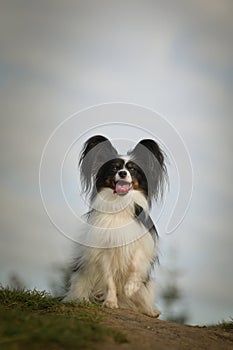 Papillon is sitting in the grass.