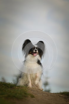 Papillon is sitting on the stone.