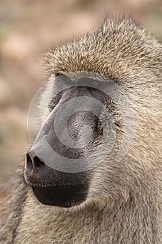 Papio Cynocephalus Yellow Baboon in Africa photo
