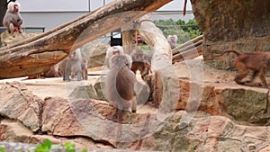 Papio hamadryas walk in circles on rocks, adults and cubs in the zoo