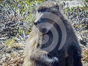 Papio ursinus baboon