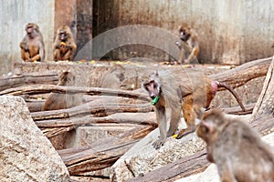 Papion or yellow baboon moving between the rocks carrying a piece of zucchini in his mouth