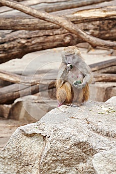 Papion or yellow baboon sitting on a rock while eating a zucchini holding it with one hand and putting it in his mouth