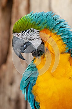 pappagallo bird namibia deserts and nature in national parks