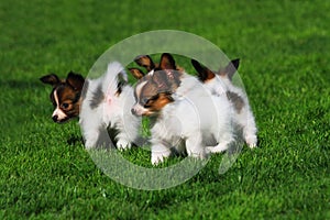 pappilon pupies in the grass