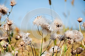 Pappus of cirsium plants with feathery bristles on natural background