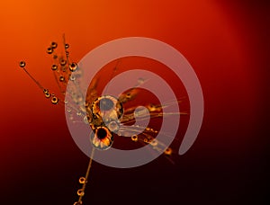 Pappus with drops of water
