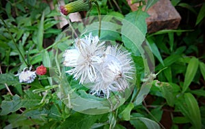 Pappus plant white flower and small buds photo