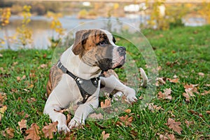 Pappy of the American bulldog