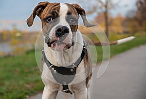 Pappy of the American bulldog