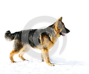 Pappy of german shepherd dog