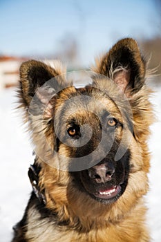 Pappy of german shepherd dog