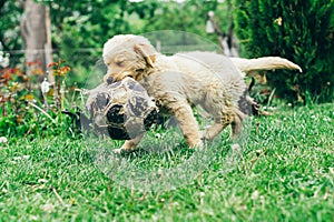 Pappy, Golden Retriever plays in the yard