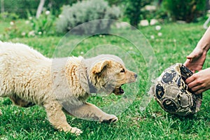 Pappy, Golden Retriever plays in the yard photo