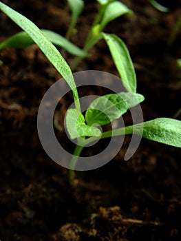 Paprika growing 1