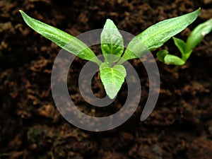 Paprika growing