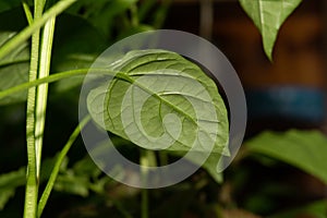 Paprika plant leaf macro. sweet pepper growth. organic growing
