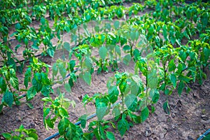 Paprika plant. Pepper seedlings in green house. Organic vegetables. Horticulture