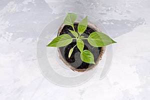 Paprika seedling sprout in the peat pots. Gardening concept. Top view. Copy space