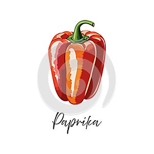 Paprika vector illustration