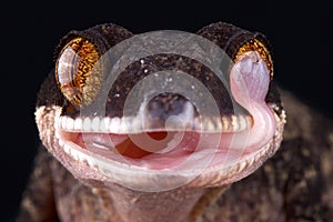 Papua giant banded gecko Cyrtodactylus louisiadensis