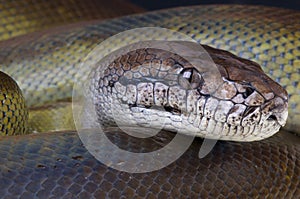 Papua giant python