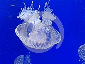 Papua jellyfish mastigias of the lagoon these jellyfish resemble the round bell, from which the four tentacles hang down
