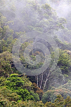 Papua New Guinea misty rainforest
