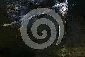 Papua penguin underwater swimming to you