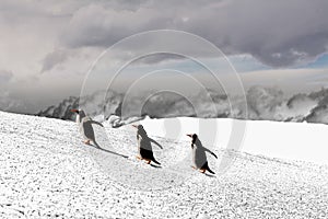 Papua penguins walking on hill on snow