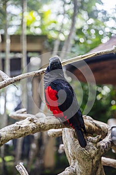 Papuan black parrot at Bali bird park