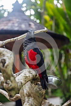 Papuan black parrot at Bali bird park